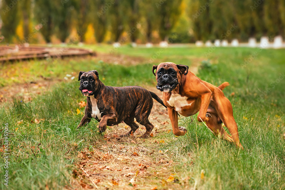 Two dogs of the German boxer breed of red and brindle color cheerfully run and play with each other on an autumn walk in the park