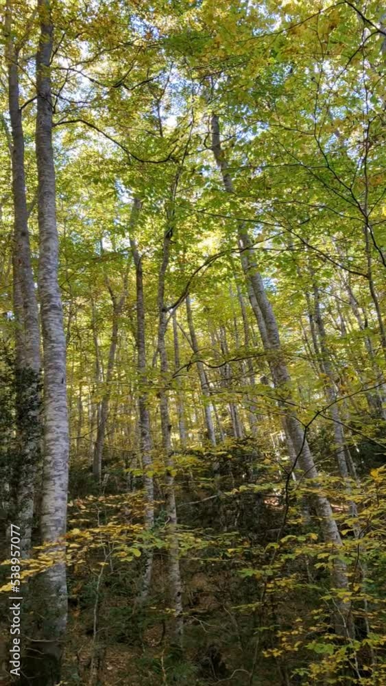 Walking in the beech forest of Betato, during autumn and the Pyrenees mountains (Piedrafita) Aragon, Spain. Walking in the beech forest of Betato, during autumn and the Pyrenees mountains (Piedrafita) Aragon, Spain.