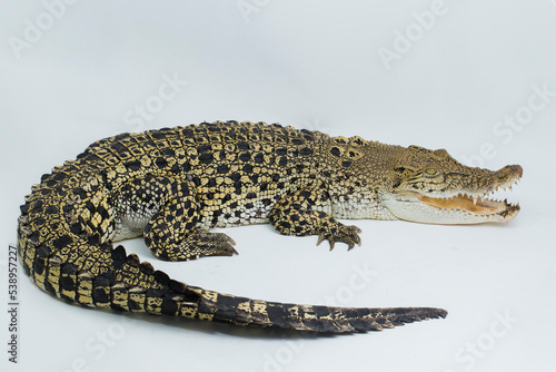 Saltwater crocodile Crocodylus porosus isolated on white background photo