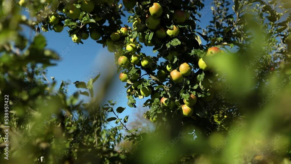 Slow motion Ripe apples trees in orchard ready for harvesting fruit Slow motion Ripe apples trees in orchard ready for harvesting fruit