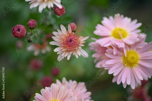 white fluffy daisies  chrysanthemum flowers on a green background Beautiful pink chrysanthemums close-up in aster Astra tall perennial  new english  morozko  morozets  texture gradient purple flower