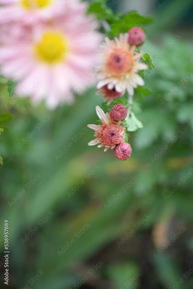 white fluffy daisies, chrysanthemum flowers on a green background Beautiful pink chrysanthemums close-up in aster Astra tall perennial, new english (morozko, morozets) texture gradient purple flower white fluffy daisies, chrysanthemum flowers on a green background Beautiful pink chrysanthemums close-up in aster Astra tall perennial, new english (morozko, morozets) texture gradient purple flower