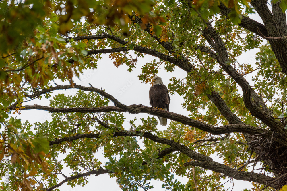 Bald Eagle Perched In A Tree with Fall Foliage Bald Eagle Perched In A Tree with Fall Foliage