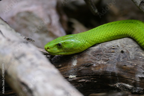 Serpiente verde sobre una rama- Dendroaspis viridis- Dendroaspis angusticeps - Mamba verde photo