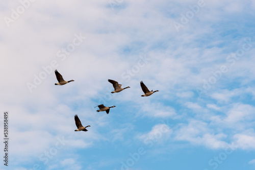 Canda Geese In Fall Migration Flight