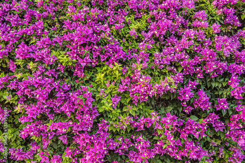 floral background of bush bright purple bougainvillea hedge