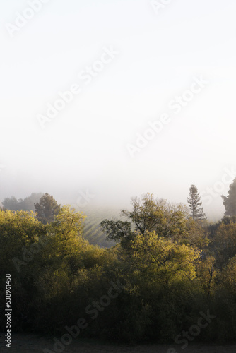 Mist and fog through trees in rural Sonoma County, California in autumn.