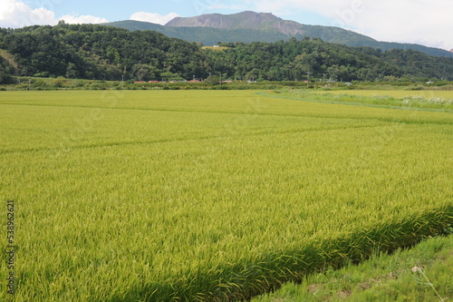 Green rice fields and rice paddies with mountains in summer in Hokkaido  northern Japan  Asia