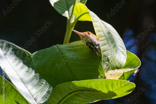 Tailorbird building a nest with leaves photo