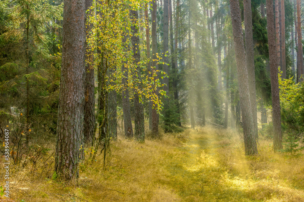 Fototapeta premium Jesień w lasach Warmii