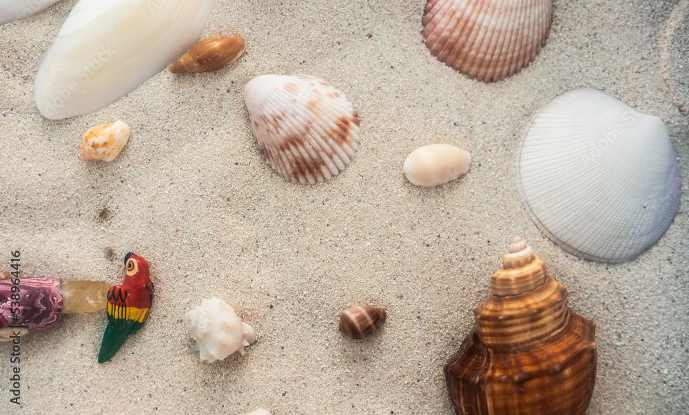seashells on a send close up