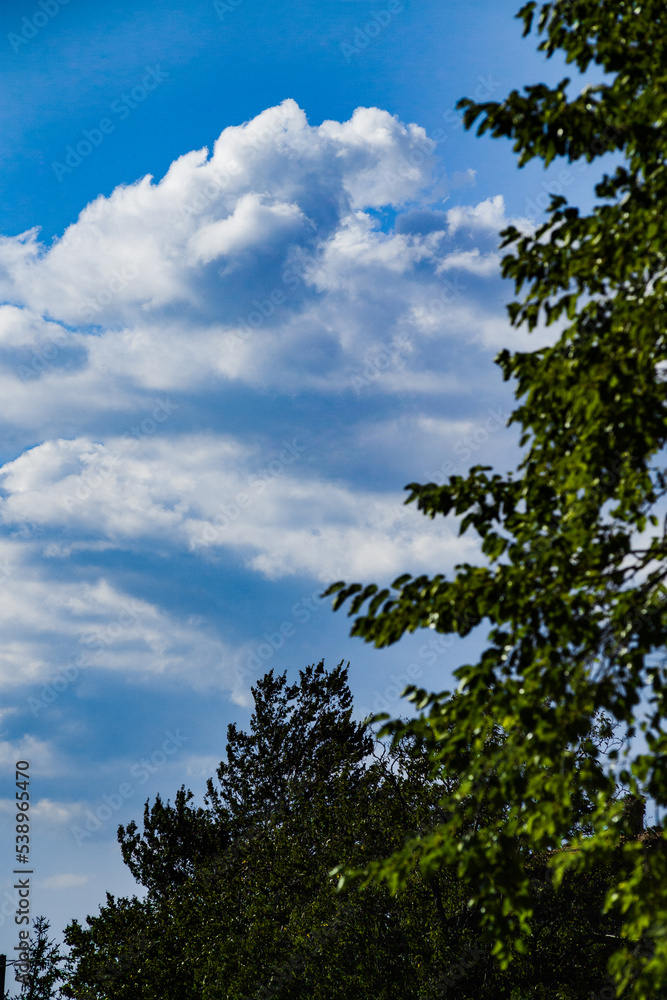 alberi su cielo con nuvole
