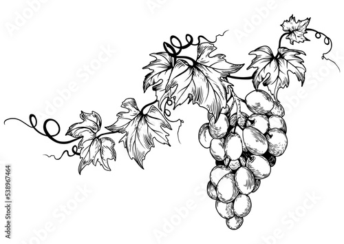 Black and white grape branch and leaves. Hand drawn vector illustration.