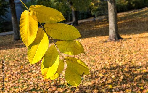 Autumn composition with close up autumnal leaves suspended on clothespin, bac...