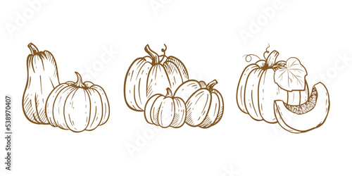 Hand drawn set of pumpkin sketch isolated on white background.Ink drawing.Illustration for menu, farmers markets, print. 
Vector illustration 