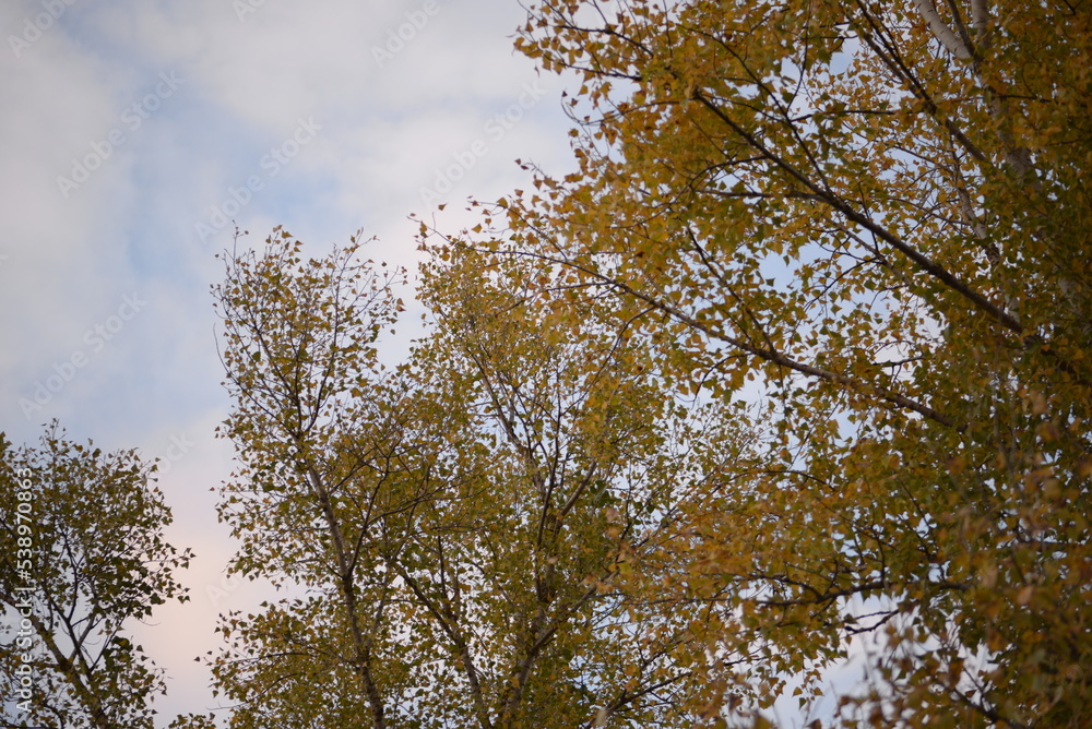 Obraz premium poplar tree in autumn colors red, orange, bright leaves, autumn, autumn colors, poplar branches against the blue sky, habitat, peaceful sky in Ukraine, cloudy 