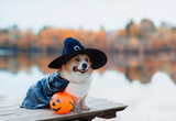 cute corgi dog puppy he stands on the bridge by the lake in the autumn park in a hat with a pumpkin for Halloween