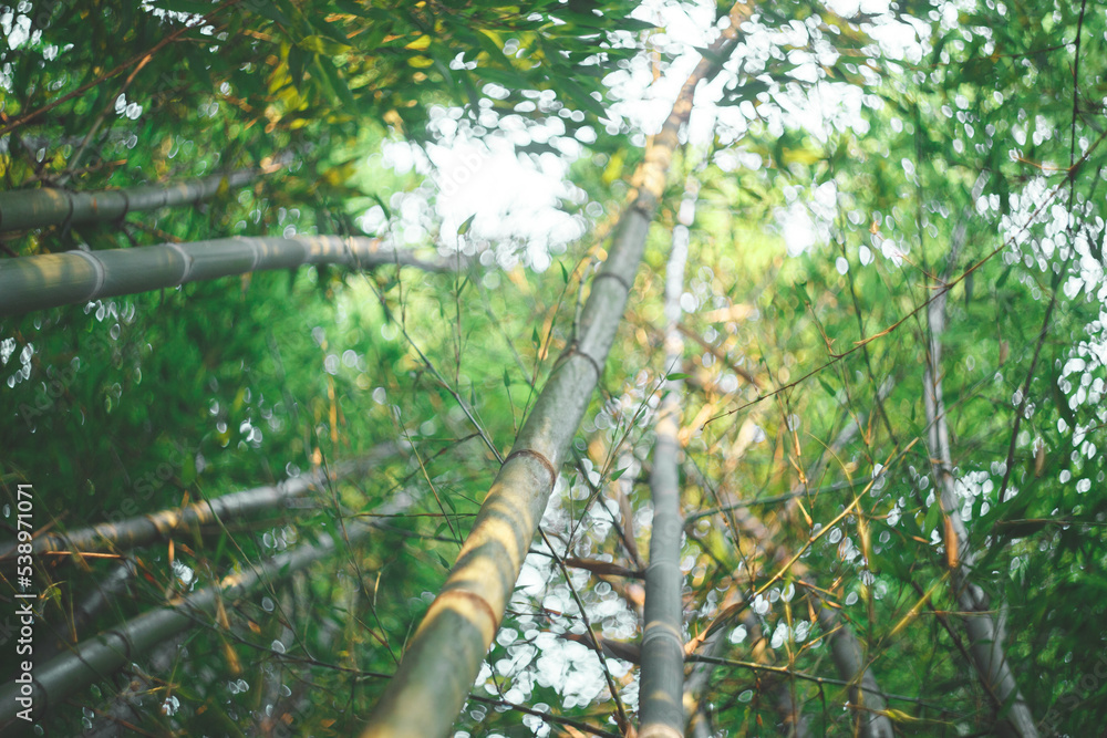 Fototapeta premium Bamboo forest. Sunlight through bamboo trunks.