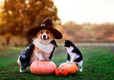 cute corgi dog puppy in festive black a hat and a raincoat and a cat sitting among orange pumpkins on Halloween