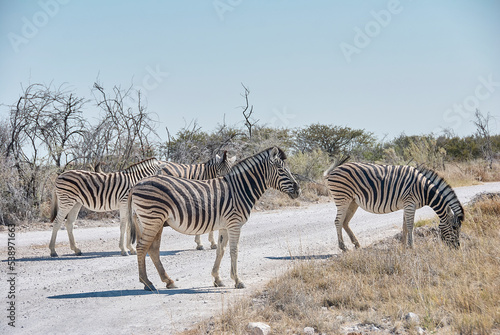 Plains Zebra in Etosha National Park Namibia