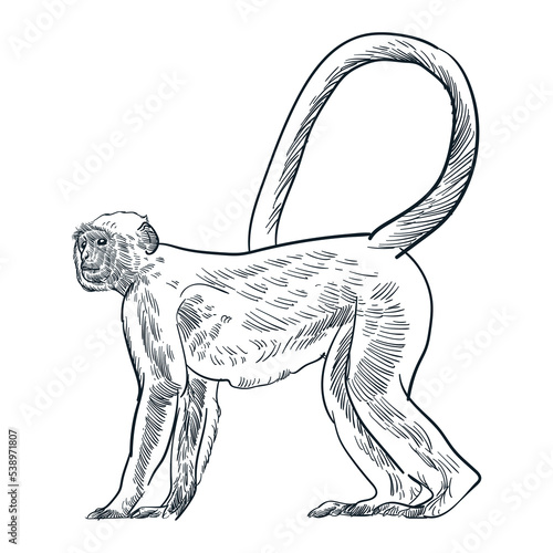 Vintage hand drawn vervet monkey photo