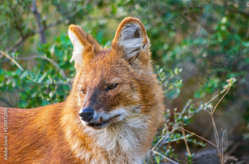 Portrait d'un Dhole, Cuon d'Asie, Chien sauvage d'Asie(Cuon alpinus) 