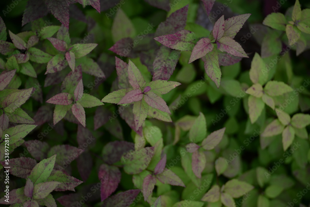 red leaves of a shrub on a green background, kali dew on deep red leaves after rain, texture of autumn trees on bokeh background in city, green
red leaves of a shrub on a green background, kali dew on deep red leaves after rain, texture of autumn trees on bokeh background in city, green