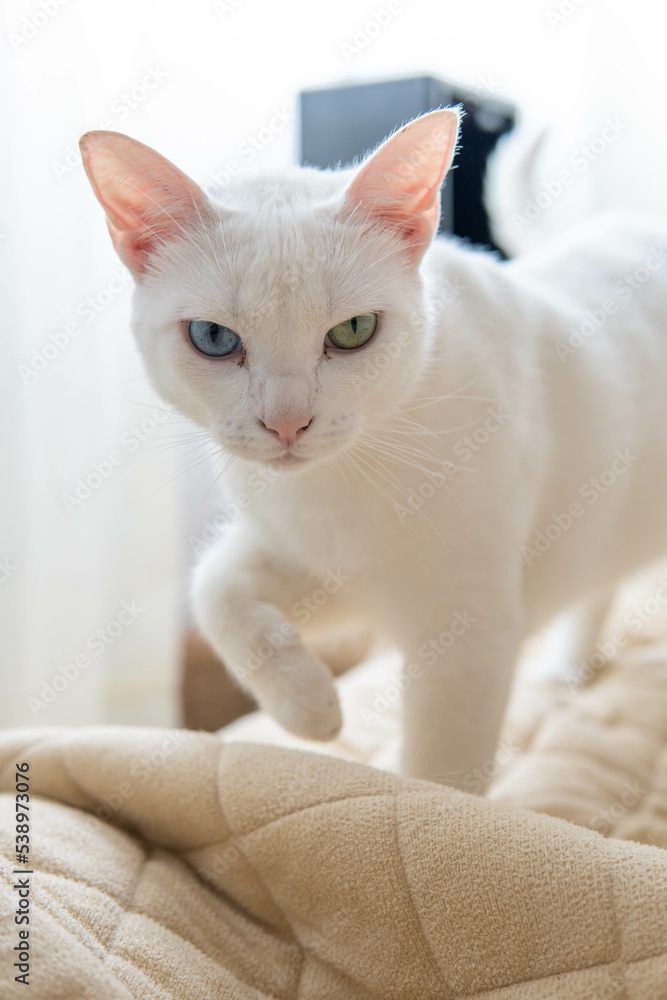 a white cat with heterocromia is looking at the camera over a bed