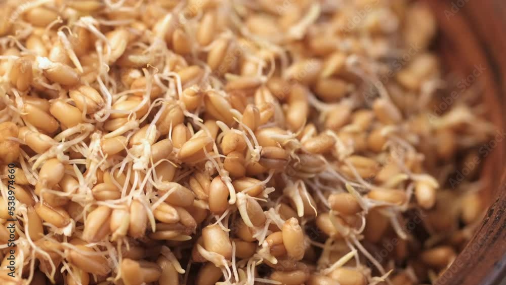 Wheat sprouts. Healthy protein-rich kollu vegan food. Table spin.