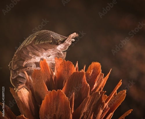 Macro shot of a slater insect climbing on a pinecone photo