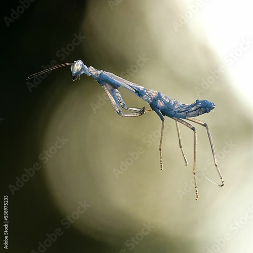 Macro shot of a delicate praying mantis showing legs and antenae photo