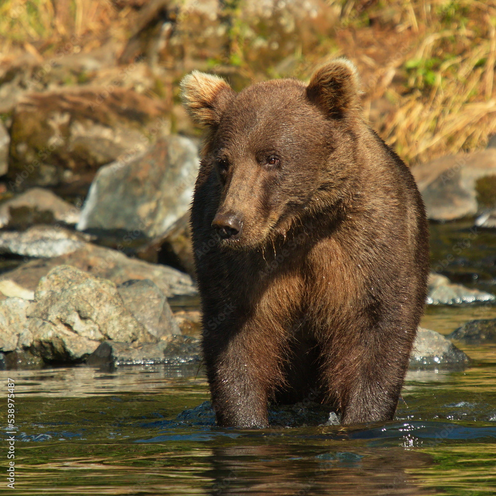 Grizzly bear in water in Lake Clark National Park in Alaska,United States,North America
Grizzly bear in water in Lake Clark National Park in Alaska,United States,North America