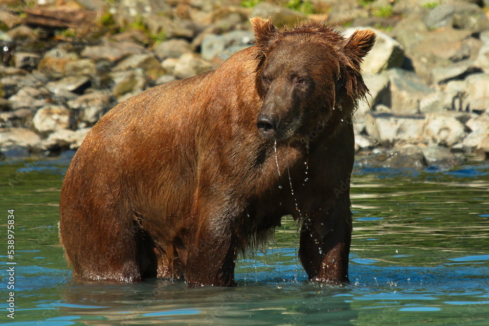 Grizzly bear in water in Lake Clark National Park in Alaska,United States,North America
Grizzly bear in water in Lake Clark National Park in Alaska,United States,North America