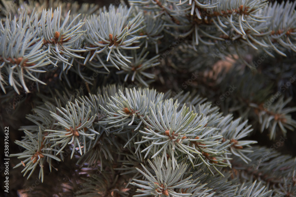 close up of a needles on a pine tree