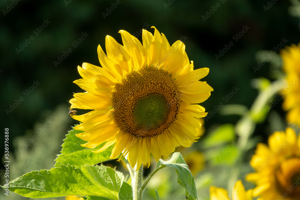 Fototapeta premium western honeybee flying towards a bright yellow sunflower with a blurred green background