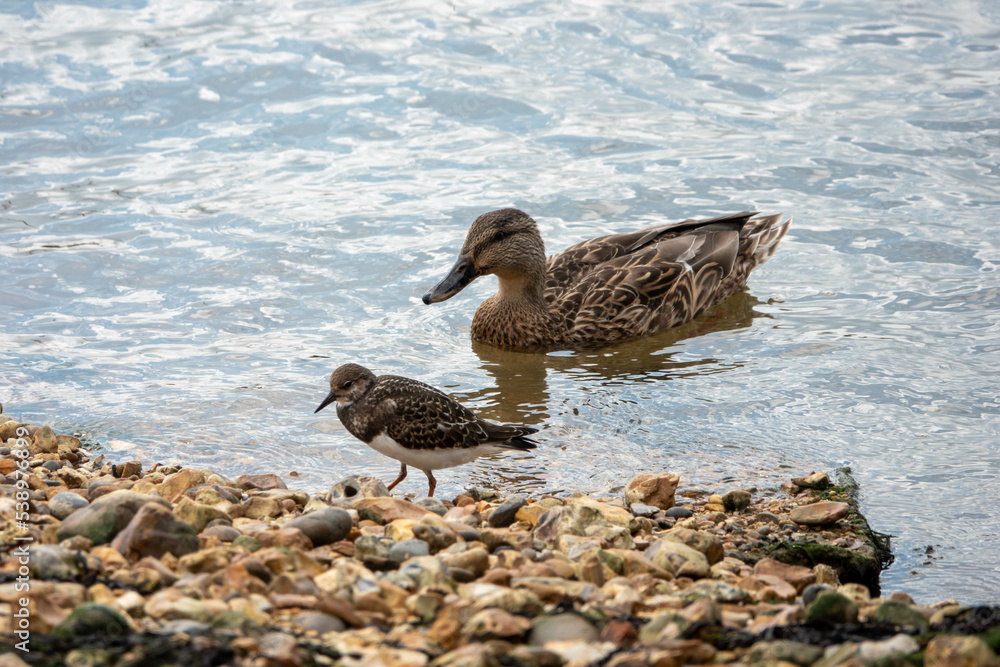 mallard duck in the sea watching a turnstone on the beach
mallard duck in the sea watching a turnstone on the beach
