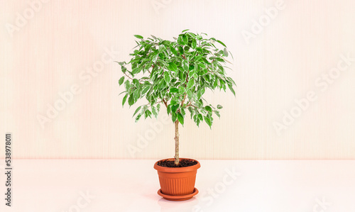 Small tree ficus benjamin on a light background, growing houseplants, green home decor.