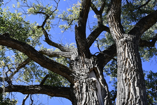 Ancient branches of tree, Fort Laramie National Historic Site, Wyoming 