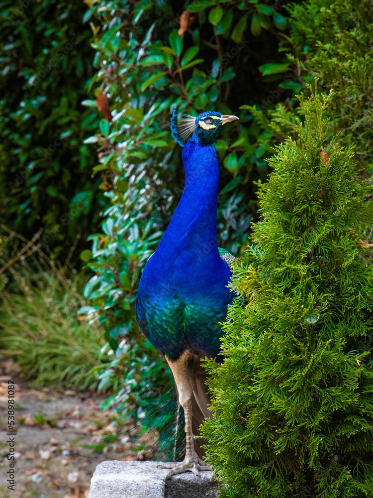 Obraz premium Elegant peacock