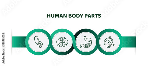 editable thin line icons with infographic template. infographic for human body parts concept. included blood vessel, brain upper view, stoh with liquids, fetus in an uterus icons.