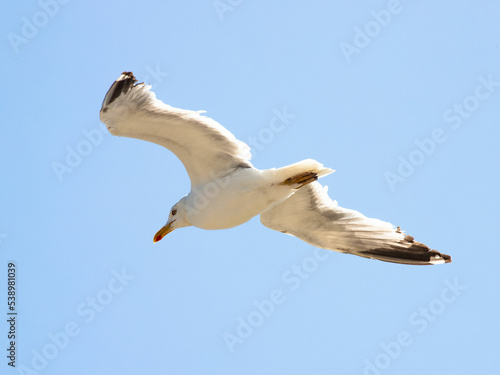 Seagull