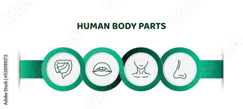 editable thin line icons with infographic template. infographic for human body parts concept. included large intestine, mouth open, human neck, male e of a line icons.
