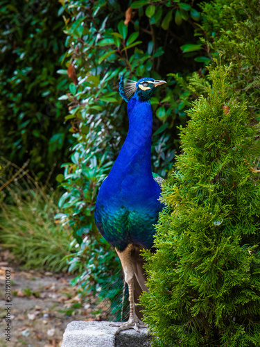 Elegant peacock
