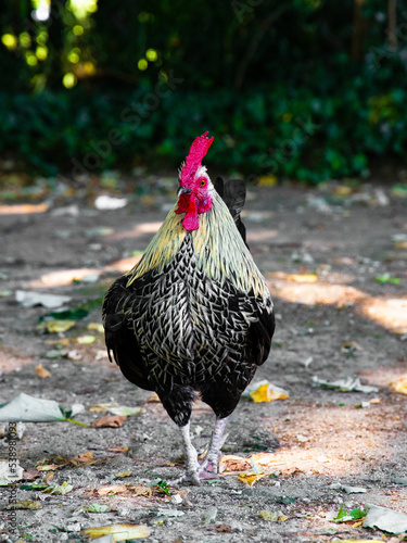 Cocky rooster