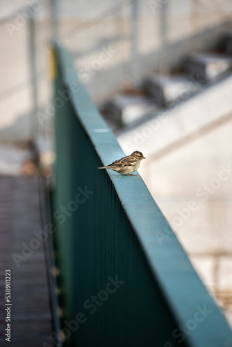 Cute bird