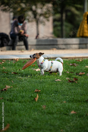 Dog playing