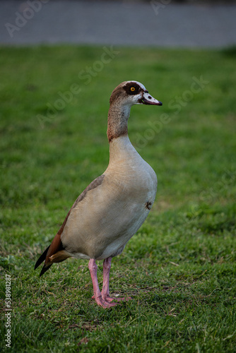 Rare duck