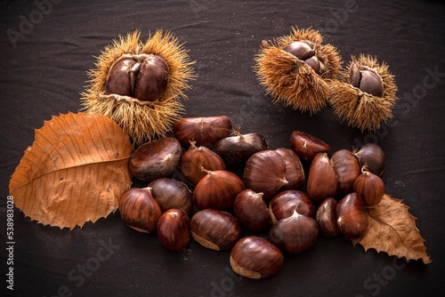 Autumn still life of chestnuts and urchins