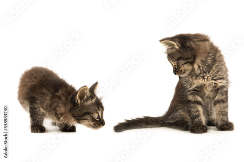 two surprised kittens isolated on white background