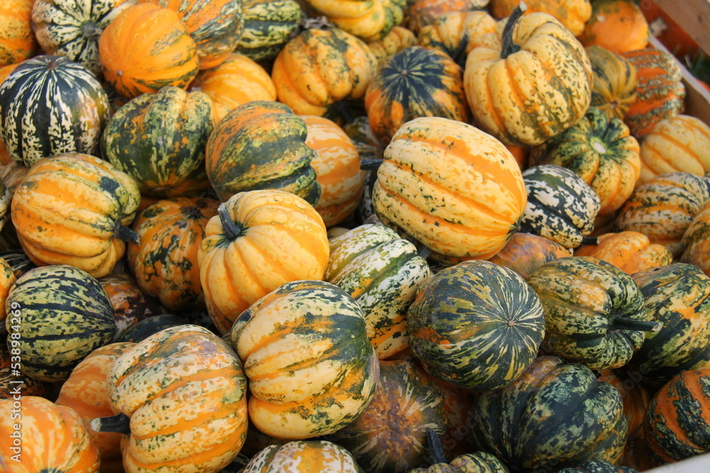 A Selection of Various Colours of Festival Pumpkin Fruits.